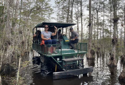 Swamp Buggy in the Slough